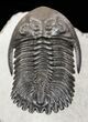 Flying Hollardops Trilobite - Great Eyes #57784-4